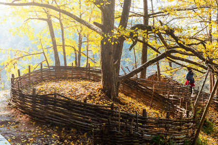 Autumn Ginkgo treesの写真素材