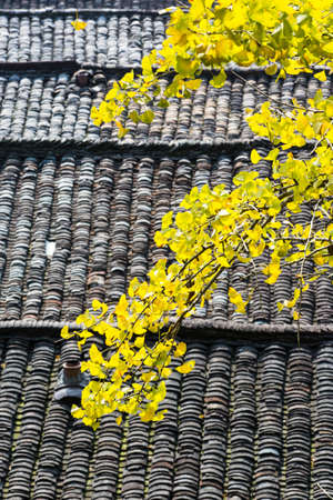 Autumn Ginkgo treesの写真素材