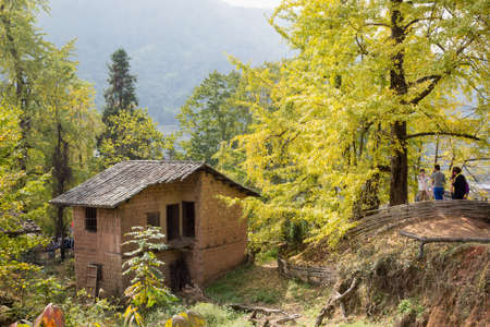 Autumn Ginkgo treesのeditorial素材