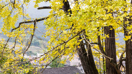 Autumn Ginkgo treesの写真素材