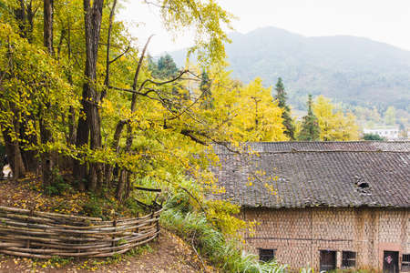 Ginkgo Biloba and villageのeditorial素材