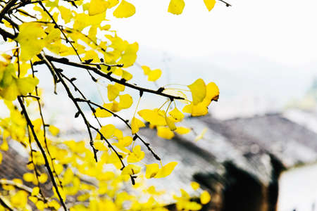 Ginkgo Biloba and villageの写真素材