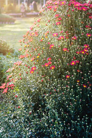 Chrysanthemumの写真素材