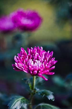 Chrysanthemumの写真素材