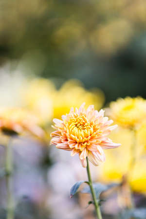 Chrysanthemumの写真素材