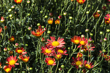 Chrysanthemum