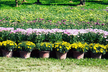 parterre flower nurseryの写真素材