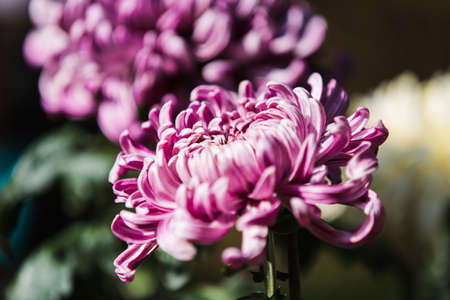Chrysanthemum