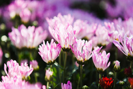Flowers of Chrysanthemumの写真素材