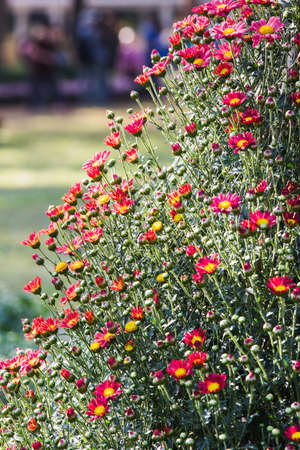 Flowers of Chrysanthemumの写真素材