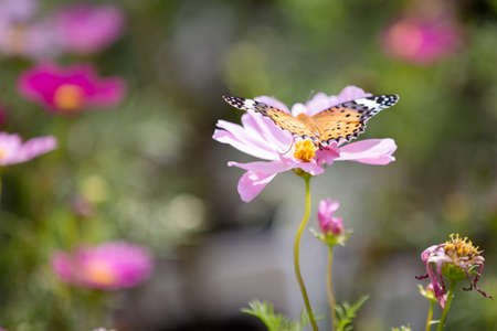 Close up to cosmos flower and the butterflyの写真素材