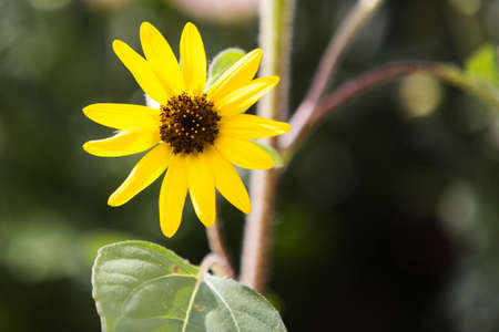 Sunflowerの写真素材