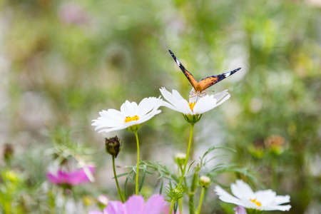 Close up to cosmos flower and the butterflyの写真素材