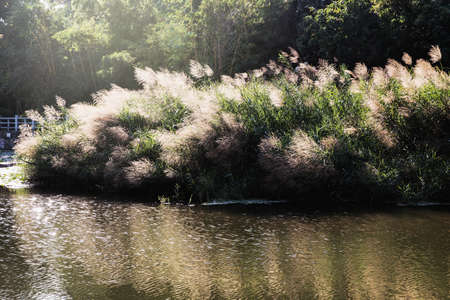 Reedの写真素材