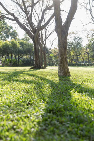 Landscape view of a park under the sunlightの写真素材