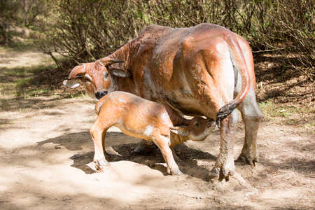 Cattle sculptureの写真素材