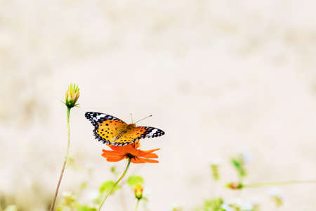 Butterflies and flowersの写真素材