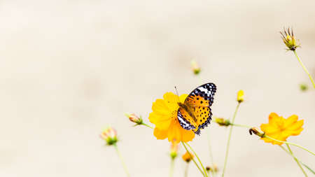 Butterflies and flowersの写真素材