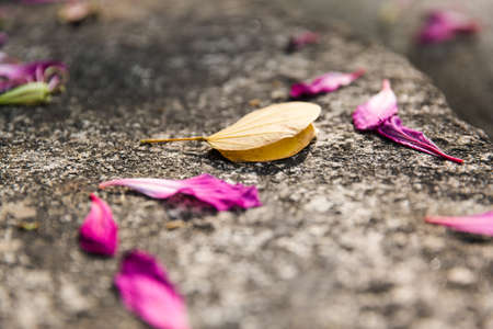 Flowers and leavesの写真素材