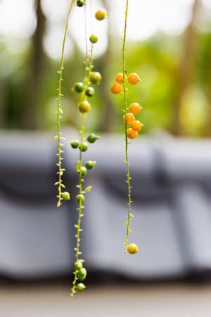 Duranta erectaの写真素材