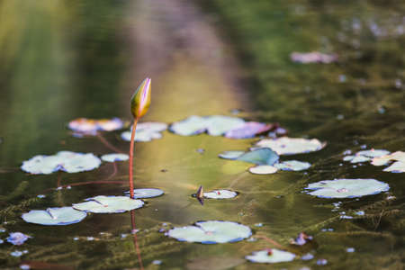 Lotus flowerの写真素材