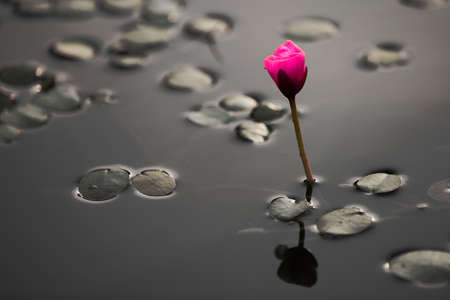 Lotus flowerの写真素材