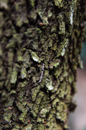 Bark