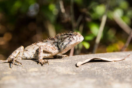 lizard