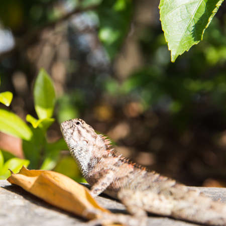 Lizard
