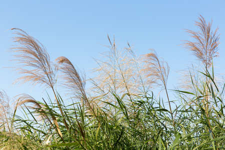 Reed flowers