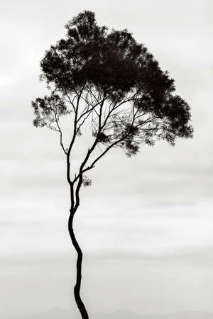 Tree silhouette