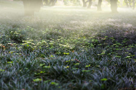 Forest Lawnの写真素材