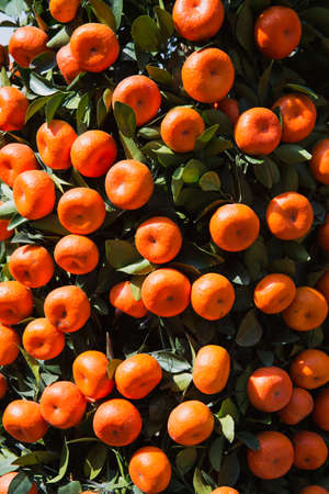 Vermillion orangeの写真素材