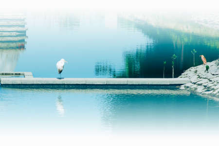 two birds standing opposite to each otherの写真素材
