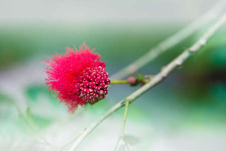 flower red powderpuffの写真素材