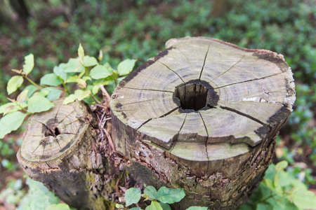 stumpの写真素材