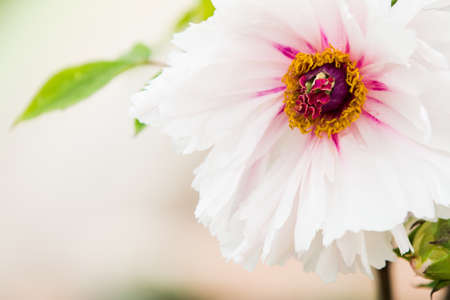 peony flowerの写真素材