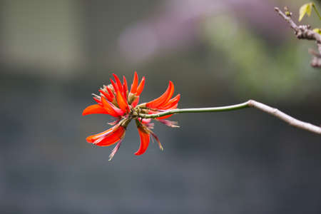 erythrina flower