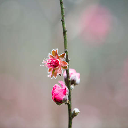 peach flower blossom