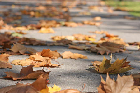 PIle of yellow leaves lying on the ground, low depth of field.の写真素材
