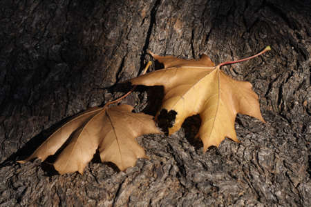 Two yellow leaves lying on wooden surfaceの写真素材