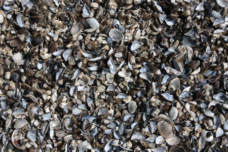 Lots of seashells on a shoreの写真素材