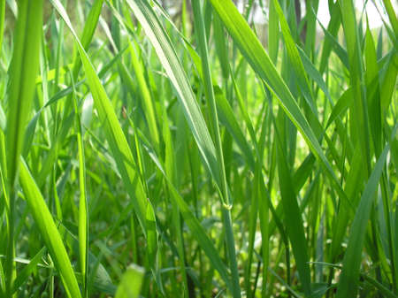 Fresh green grass macro shot