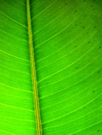Green leaf texture macro photoの写真素材