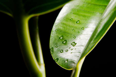 Green leaves covered with waterdrops macro photoの写真素材