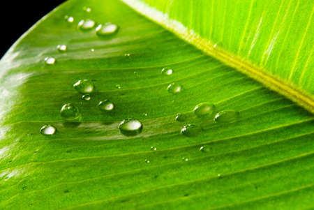 Green leaves covered with waterdrops macro photoの写真素材