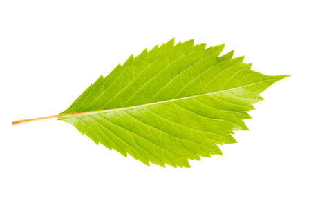Wild vine leaf, isolated on white background