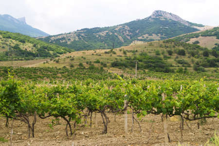 Vineyards with mountains on background on a sunny dayの写真素材