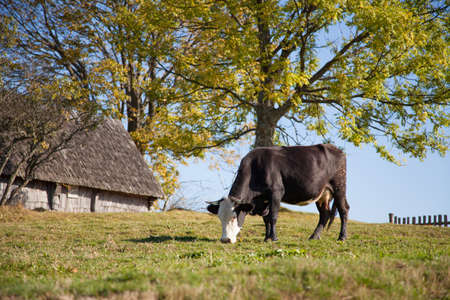 Cow on a pasture near a wooden hutの写真素材