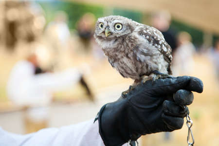 Owl sitting on a handの写真素材